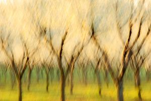 Website_Plum Blossoms at Dawn.jpg